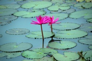 lotus in pond